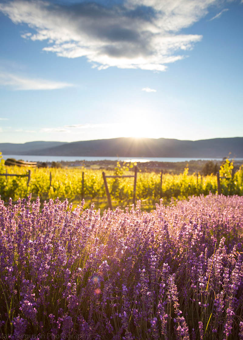 Kelowna Lavender Farm within 5 minutes from The Orchard in the Mission
